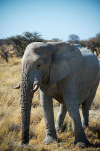 Big african elephant seen from its left side. etosha national park, namibia, africa