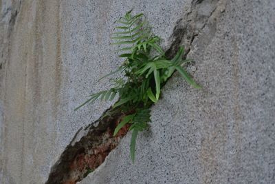 Close-up of plants