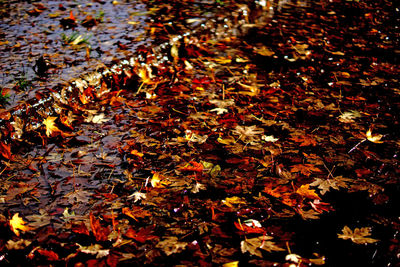 High angle view of maple leaves floating on water