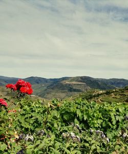 Scenic view of mountains against sky