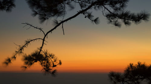 Silhouette tree against orange sky