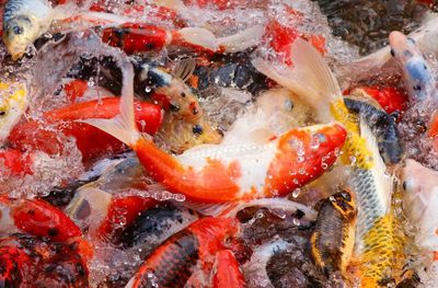 Close-up of koi carps swimming in pond