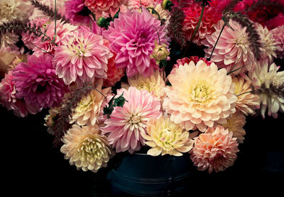 High angle view of pink flowering plants