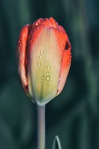 Close-up of wet red tulip