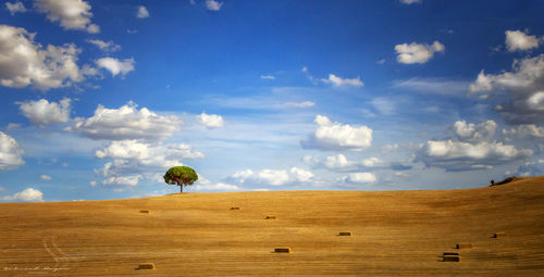 Scenic view of field against sky