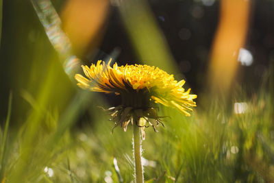 Close-up of yellow flowering plant on field