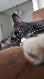 Close-up of cat resting at home