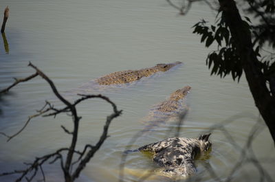 High angle view of crocodiles swimming away from prey in lake