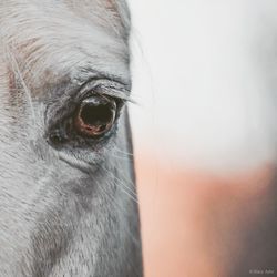 Close-up of a horse eye