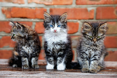 Portrait of cats on the wall