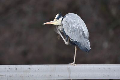 Close-up of gray heron perching on flower