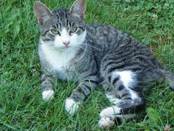 Cat lying on grassy field