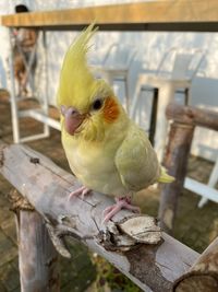 Close-up of bird