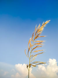 Low angle view of stalks against blue sky