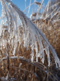 Close-up of frozen plant on field