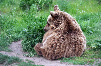 Brown bear sitting on grassy field