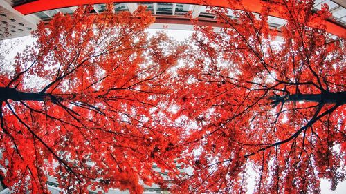 Low angle view of trees