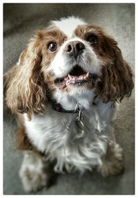 Close-up portrait of a dog