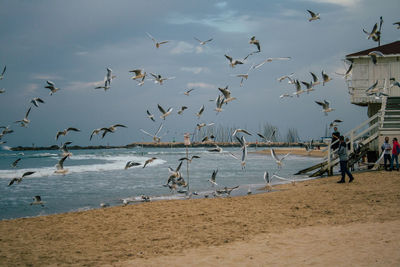 Flock of birds flying over beach