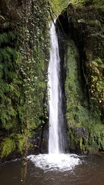 Scenic view of waterfall in forest