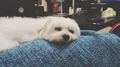 Close-up portrait of dog relaxing at home