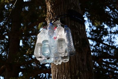 Low angle view of decoration hanging on tree trunk in forest