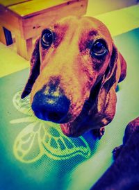 Close-up portrait of dog at home