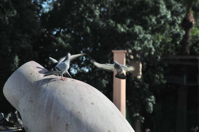 Close-up of birds on a tree