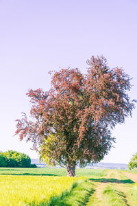 Tree on field against clear sky