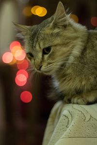 Close-up of cat looking away