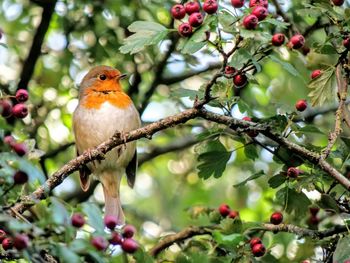 Close-up of bird perching on tree