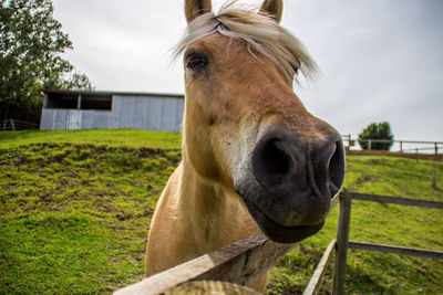 Close-up of horse on field against sky