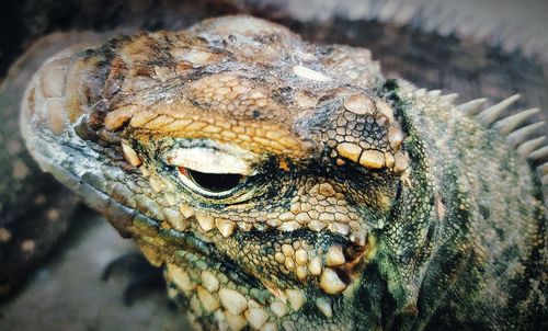 Close-up of a lizard