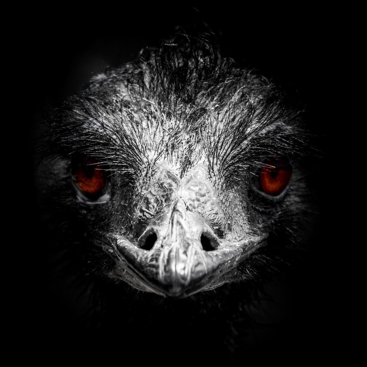 CLOSE-UP PORTRAIT OF OWL IN BLACK BACKGROUND