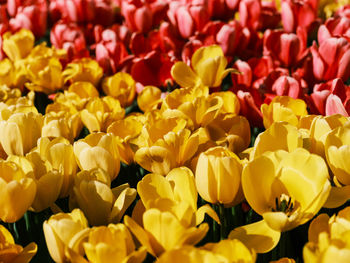 Full frame shot of yellow tulips