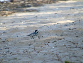 Bird on beach