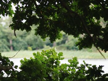 Low angle view of trees