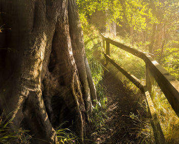 Trees in forest