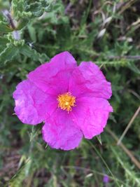 Close-up of pink flowering plant on field