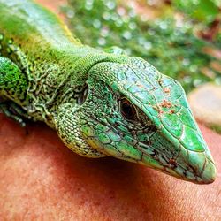 Close-up of a lizard