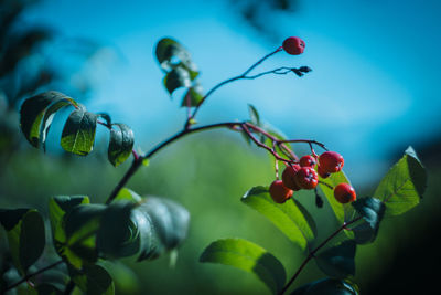 Close-up of red berries