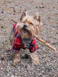 Portrait of dog