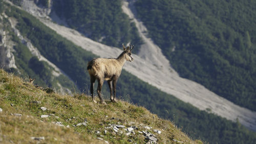 Donkey walking on mountain
