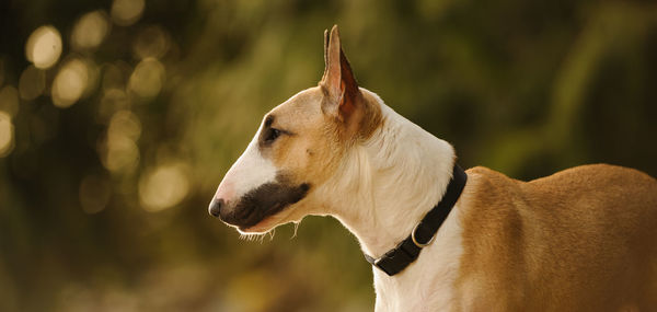 Close-up of dog outdoors