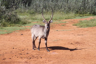 Deer in a forest