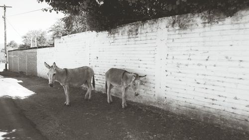 Sheep in pen