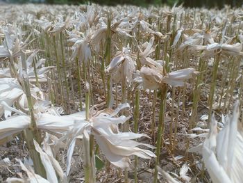 Close-up of white flowering plants on field