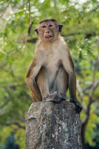 Lion sitting on tree in forest