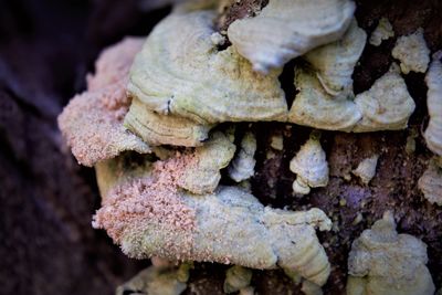 Close-up of mushrooms growing on tree