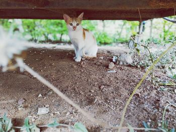 Portrait of cat on field